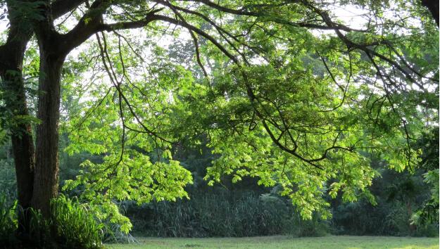 Hatalmas, zöld parkok